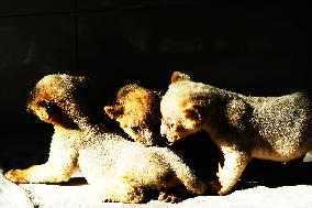 One-month-old Triplet Lions