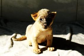 One-month-old Triplet Lions