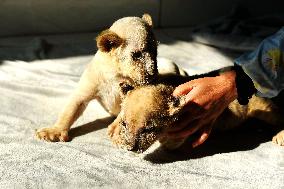 One-month-old Triplet Lions