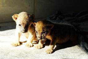 One-month-old Triplet Lions