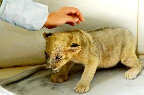 One-month-old Triplet Lions