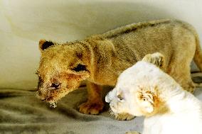 One-month-old Triplet Lions