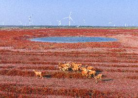 Elks Run at Wetland in Yancheng
