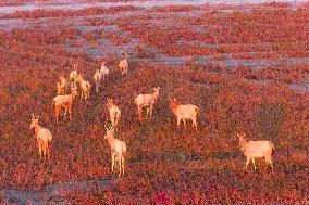 Elks Run at Wetland in Yancheng