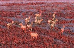 Elks Run at Wetland in Yancheng