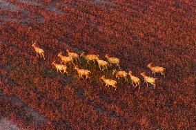 Elks Run at Wetland in Yancheng
