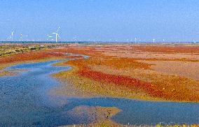 Elks Run at Wetland in Yancheng