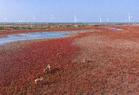 Elks Run at Wetland in Yancheng