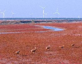 Elks Run at Wetland in Yancheng