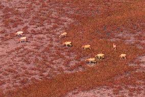 Elks Run at Wetland in Yancheng