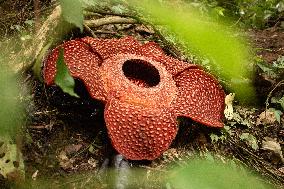 Rafflesia Education Program In West Sumatra - Indonesia
