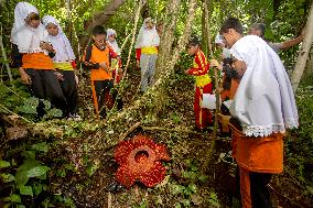 Rafflesia Education Program In West Sumatra - Indonesia