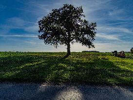 Illustration - Oak Tree