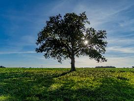 Illustration - Oak Tree