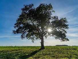 Illustration - Oak Tree
