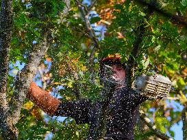 Illustration - Tree Surgeon