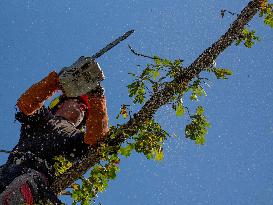 Illustration - Tree Surgeon