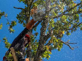 Illustration - Tree Surgeon