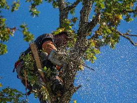 Illustration - Tree Surgeon