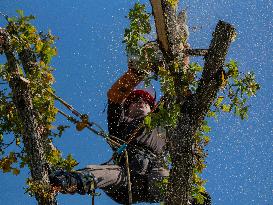Illustration - Tree Surgeon