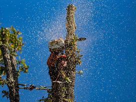 Illustration - Tree Surgeon