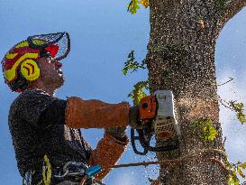 Illustration - Tree Surgeon