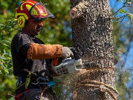 Illustration - Tree Surgeon