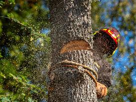 Illustration - Tree Surgeon