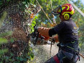 Illustration - Tree Surgeon