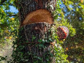 Illustration - Tree Surgeon