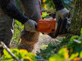 Illustration - Tree Surgeon