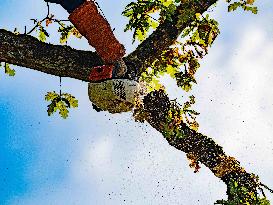 Illustration - Tree Surgeon