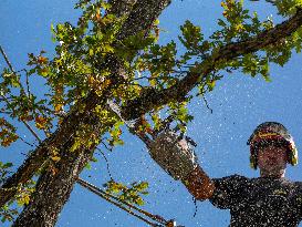 Illustration - Tree Surgeon