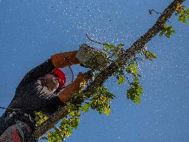 Illustration - Tree Surgeon