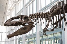 Dinosaur Skeleton Exhibition - Turin