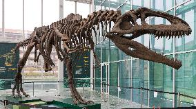 Dinosaur Skeleton Exhibition - Turin