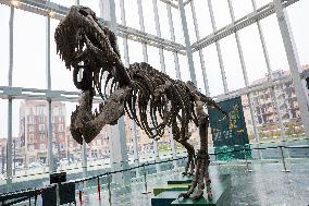 Dinosaur Skeleton Exhibition - Turin