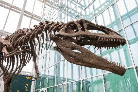 Dinosaur Skeleton Exhibition - Turin