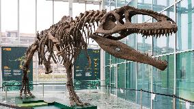 Dinosaur Skeleton Exhibition - Turin