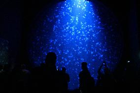 Singapore Oceanarium - Singapore