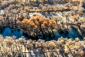 Populus Euphratica Forest - China