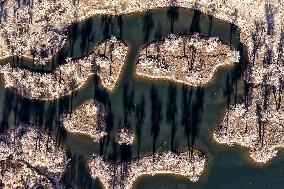 Populus Euphratica Forest - China