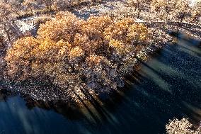 Populus Euphratica Forest - China