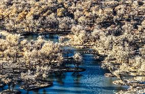 Populus Euphratica Forest - China