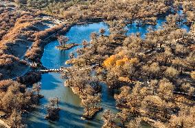 Populus Euphratica Forest - China