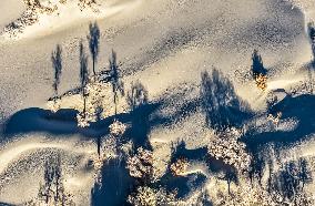 Populus Euphratica Forest - China