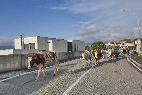Autumn Transhumance Along Brembo River - Dalmine