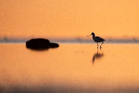 PIED AVOCET