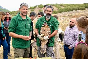Release Of Imperial Eagle - Spain