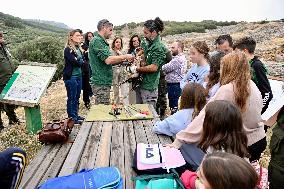 Release Of Imperial Eagle - Spain